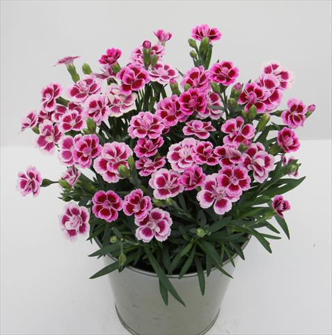 Photo de variété de fleurs à utiliser comme: Suspension / pot Dianthus Diantica® Pink Kisses