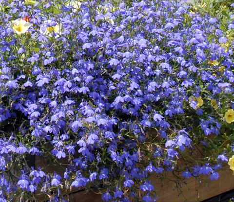 Photo de variété de fleurs à utiliser comme: Suspension / pot Lobelia Lobelia Bavaria