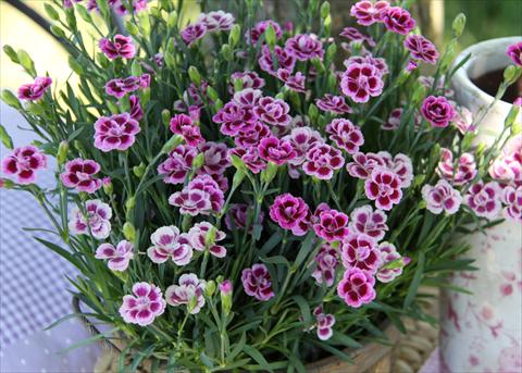 Photo de variété de fleurs à utiliser comme: Suspension / pot Dianthus Diantica® Purple Pink