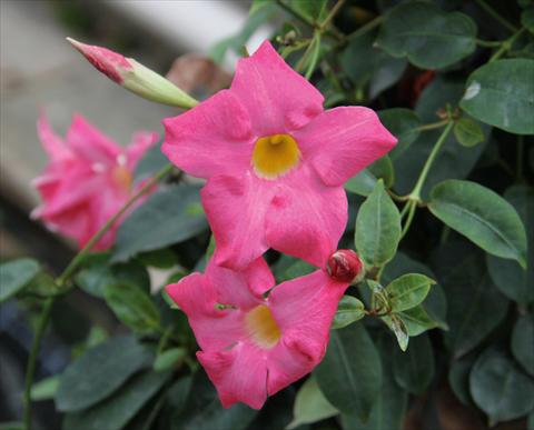 Photo de variété de fleurs à utiliser comme: Patio, pot Dipladenia (Mandevilla) Sevilla Compact Pink