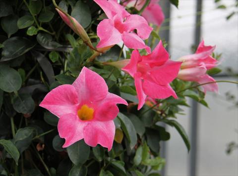 Photo de variété de fleurs à utiliser comme: Patio, pot Dipladenia (Mandevilla) Sevilla Pink