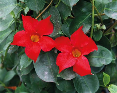 Photo de variété de fleurs à utiliser comme: Patio, pot Dipladenia (Mandevilla) Sevilla Red 12