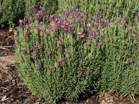 Photo de variété de fleurs à utiliser comme: Pot et Plante à massif Lavandula stoechas LaVela Dark Pink