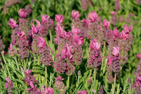 Photo de variété de fleurs à utiliser comme: Pot et Plante à massif Lavandula stoechas LaVela Pink
