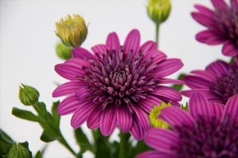 Photo de variété de fleurs à utiliser comme: Pot et Plante à massif Osteospermum FlowerPower® Double Purple 12