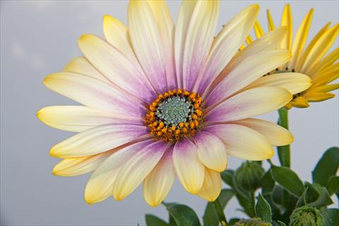 Photo de variété de fleurs à utiliser comme: Pot et Plante à massif Osteospermum FlowerPower® Shadow Lemon