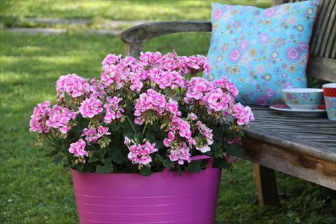 Photo de variété de fleurs à utiliser comme: Pot, Plante à massif, patio Pelargonium zonale Moonlight® Katy