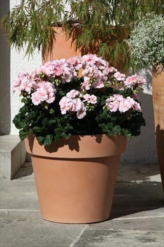 Photo de variété de fleurs à utiliser comme: Pot, Plante à massif, patio Pelargonium zonale Moonlight® Leni