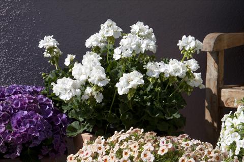 Photo de variété de fleurs à utiliser comme: Pot, Plante à massif, patio Pelargonium zonale Moonlight® Sailing 12