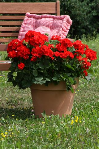 Photo de variété de fleurs à utiliser comme: Pot, Plante à massif, patio Pelargonium zonale Sunrise® Carlos