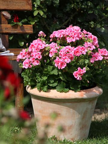 Photo de variété de fleurs à utiliser comme: Pot, Plante à massif, patio Pelargonium zonale Sunrise® Graziella