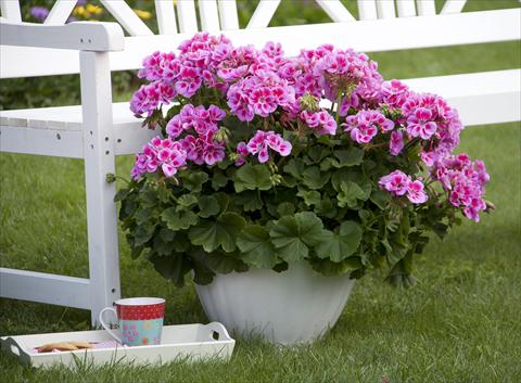 Photo de variété de fleurs à utiliser comme: Pot, Plante à massif, patio Pelargonium zonale Sunrise® XL Alexa