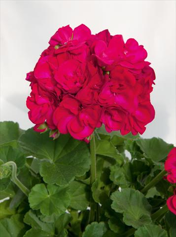Photo de variété de fleurs à utiliser comme: Pot, Plante à massif, patio Pelargonium zonale Sunrise® XL Juan