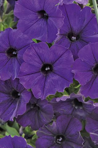 Photo de variété de fleurs à utiliser comme: Pot, Plante à massif, patio, Suspension Petunia Bonnie Blue