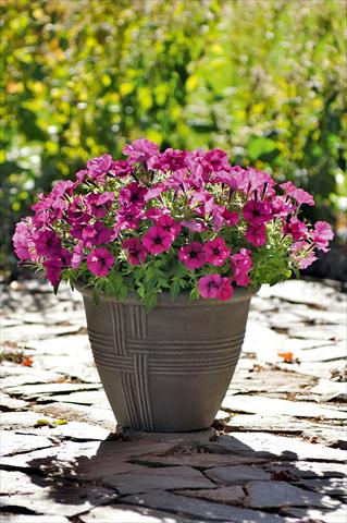Photo de variété de fleurs à utiliser comme: Pot, Plante à massif, patio, Suspension Petunia Bonnie Burgundy