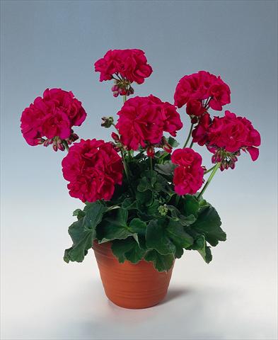 Photo de variété de fleurs à utiliser comme: Pot, Plante à massif, patio Pelargonium zonale pac® Melocherry