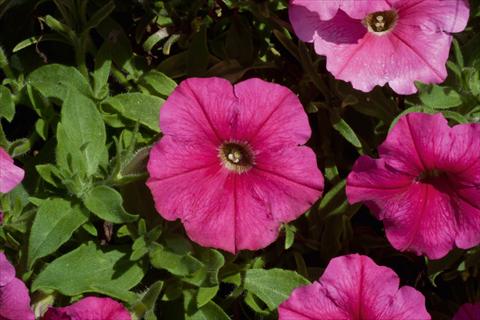 Photo de variété de fleurs à utiliser comme: Pot, Plante à massif, patio, Suspension Petunia Bonnie Dark Pink