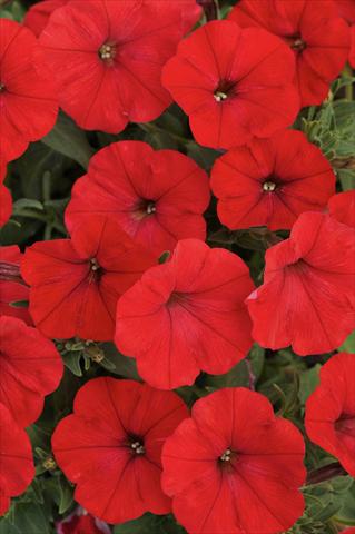 Photo de variété de fleurs à utiliser comme: Pot, Plante à massif, patio, Suspension Petunia Bonnie Red