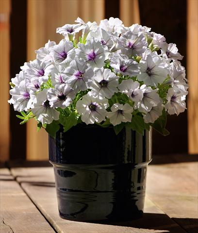 Photo de variété de fleurs à utiliser comme: Pot, Plante à massif, patio, Suspension Petunia Bonnie Silver