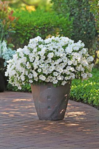 Photo de variété de fleurs à utiliser comme: Pot, Plante à massif, patio, Suspension Petunia Bonnie White