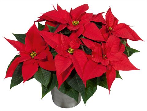 Photo de variété de fleurs à utiliser comme: Pot Poinsettia - Euphorbia pulcherrima Christmas Joy