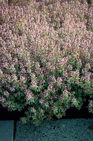 Photo de variété de fleurs à utiliser comme: Pot et Plante à massif Thymus Silver Queen