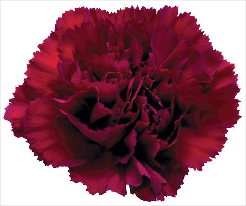 Photo de variété de fleurs à utiliser comme: Fleur coupée Dianthus caryophyllus Grace