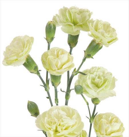 Photo de variété de fleurs à utiliser comme: Fleur coupée Dianthus caryophyllus Jade