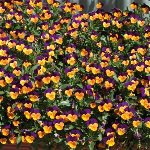 Photo de variété de fleurs à utiliser comme: Plante à massif/ plante de bordure Viola cornuta Orange Jump up