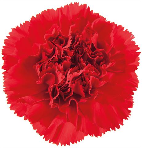 Photo de variété de fleurs à utiliser comme: Fleur coupée Dianthus caryophyllus Ormea