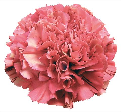 Photo de variété de fleurs à utiliser comme: Fleur coupée Dianthus caryophyllus Wine Viper