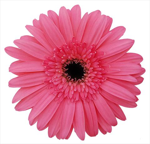 photo of flower to be used as: Pot Gerbera jamesonii Rionegro 2011