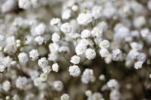 Photo de variété de fleurs à utiliser comme: Plante à massif/ plante de bordure Gypsophila Pearls® Ginga-way