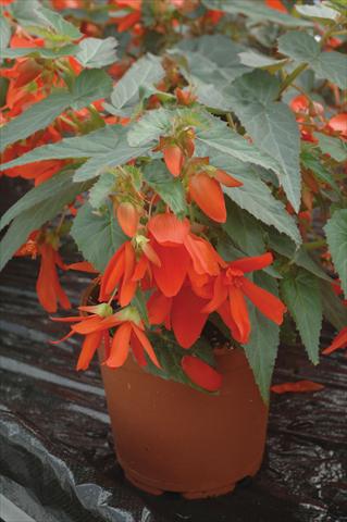 Photo de variété de fleurs à utiliser comme: Plante à massif, pot ou Suspension Begonia boliviensis Santa Cruz
