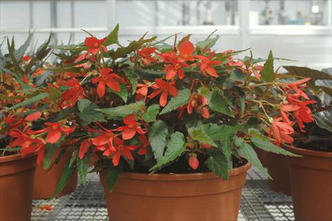 Photo de variété de fleurs à utiliser comme: Plante à massif, pot ou Suspension Begonia boliviensis Sparkler® Red