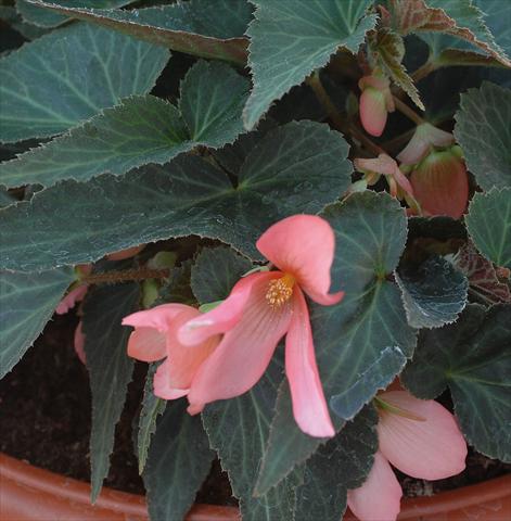 Photo de variété de fleurs à utiliser comme: Plante à massif, pot ou Suspension Begonia boliviensis Sparkler® Rose