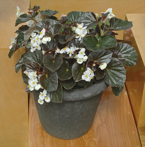Photo de variété de fleurs à utiliser comme: Pot et Plante à massif Begonia semperflorens Baby Wing Bianco foglia scura