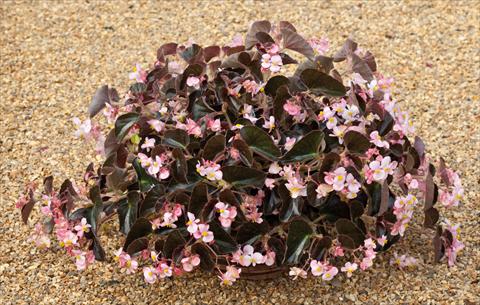 Photo de variété de fleurs à utiliser comme: Pot et Plante à massif Begonia semperflorens Ikon Bianco foglia scura