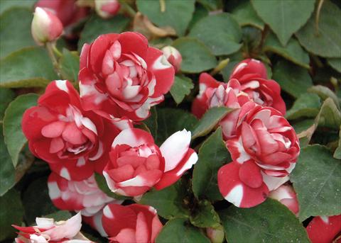 Photo de variété de fleurs à utiliser comme: Pot et Plante à massif Impatiens walleriana Musica® Bicolor Dark Red