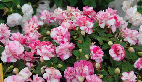 Photo de variété de fleurs à utiliser comme: Pot et Plante à massif Impatiens walleriana Musica® Bicolor Pink