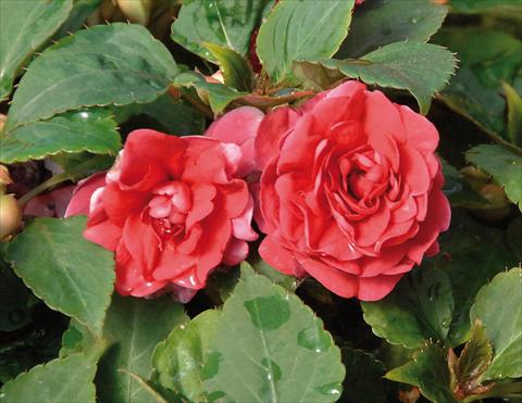 Photo de variété de fleurs à utiliser comme: Pot et Plante à massif Impatiens walleriana Musica® Elegant Red