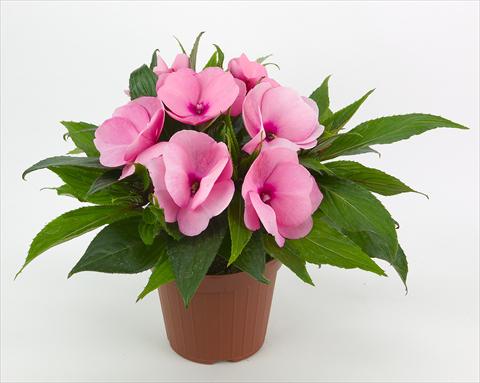 Photo de variété de fleurs à utiliser comme: Plante à massif, pot ou Suspension Impatiens N. Guinea Paradise® Kiamba