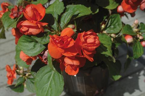 Photo de variété de fleurs à utiliser comme: Pot et Plante à massif Impatiens walleriana Musica® Orange