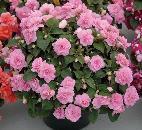 Photo de variété de fleurs à utiliser comme: Pot et Plante à massif Impatiens walleriana Musica® Pink Aroma