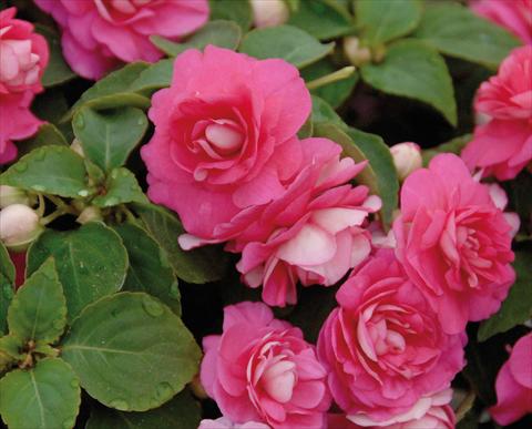 Photo de variété de fleurs à utiliser comme: Pot et Plante à massif Impatiens walleriana Musica® Pink Energy