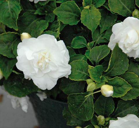 Photo de variété de fleurs à utiliser comme: Pot et Plante à massif Impatiens walleriana Musica® Pure White