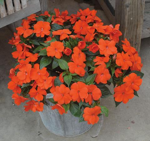 Photo de variété de fleurs à utiliser comme: Pot, Plante à massif, patio, Suspension Impatiens N. Guinea Divine Orange green leaf