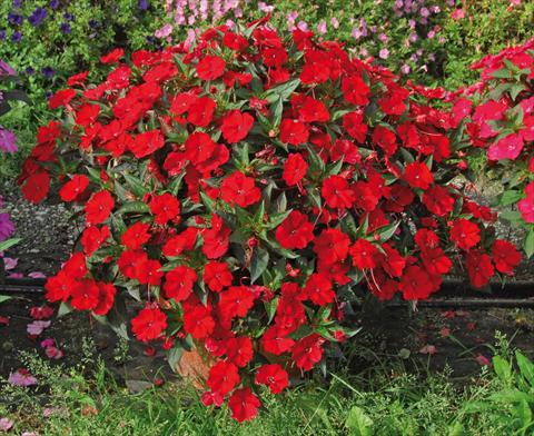 Photo de variété de fleurs à utiliser comme: Pot, Plante à massif, patio, Suspension Impatiens N. Guinea SunPatiens® Compact Red