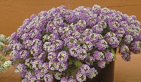 Photo de variété de fleurs à utiliser comme: Pot et Plante à massif Lobularia maritima Lavander Stream®