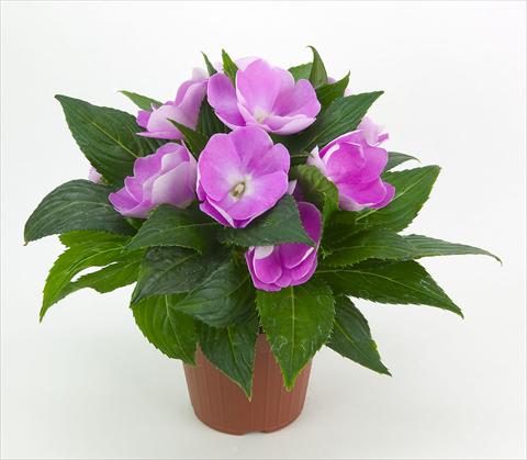 Photo de variété de fleurs à utiliser comme: Pot et Plante à massif Impatiens N. Guinea Paradise® Moyo